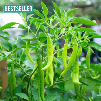 DEYS AGRO ™ CW-6807 f1 hybrid green chilli seeds, mirch| achari mirch seeds, long hari mirch Seed(50 per packet)