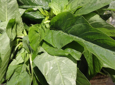 VibeX ® LXI-350 Jamaican CALLALOO SEEDS, (Edible Amaranth) Seed(500 per packet)