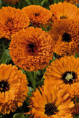 Platis Calendula Touch of Red Orange Flower Seed(80 per packet)