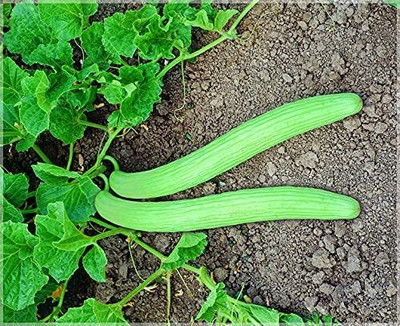 ENINE Vegetable Seeds Cucumber Kakdi Seeds Long Melon DF190 Seed(20 per packet)