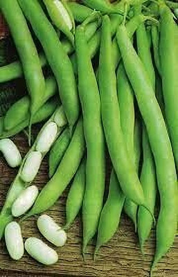 Aywal Hybrid French Beans Selection - High Yielding Seed(23 per packet)