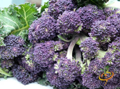CYBEXIS ‘Early Purple Sprouting’ Broccoli2000 Seeds Seed(2000 per packet)