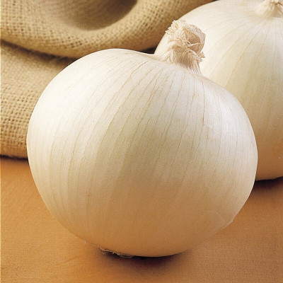 Pbevergreen Superstar White Onion Seed(60 per packet)