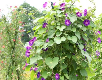 Quentova Ipomoea purpurea 'Night' Seed(50 per packet)