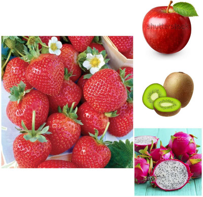Oliver apple,litchi,kiwi,dragon fruit seeds Seed(43 per packet)
