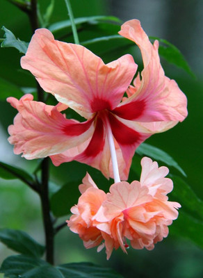 JDM Store hibiscus lions tail Seed(25 per packet)