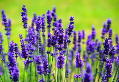CYBEXIS GBPUT-78 - English Lavender Lavandula - (2250 Seeds) Seed(2250 per packet)