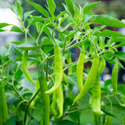 Flipkart SmartBuy Green Chilli Seed(40 per packet)