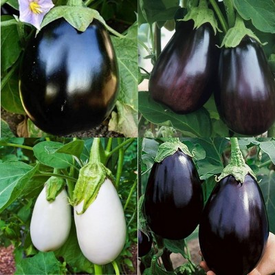 ibains Bagen seed eggplant pack of 300 Seed(300 per packet)