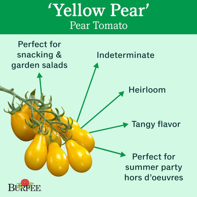 Qualtivate ICRA6-A Heirloom | Yellow Pear Tomato Seed(300 per packet)
