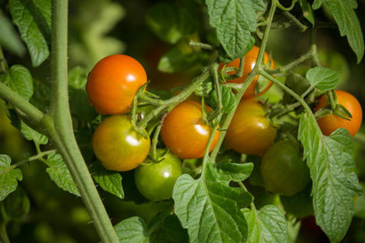 Raunak tomato Seed(145 per packet)