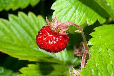 XOLDAA XOLDAA F1quality hybrid strawberry seeds Seed(70 per packet)