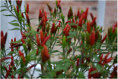 KNESSiN Disease-Resistant BIRD EYE DEMON CHILLI Seeds For Gardening-(2400 Seeds) Seed(2400 per packet)