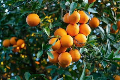 Aywal Mausambi Sweet Lemon Fruit - Citrus Limetta Seed(31 per packet)