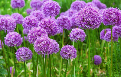 VibeX XLL-86 - Common Chives Herb - (2250 Seeds) Seed(2250 per packet)