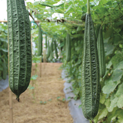 DEYS AGRO ™ ridge gourd seeds,jhinga seeds vegetable Seed(55 per packet)