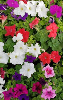 XOLDA Petunia mix Seed(102 per packet)