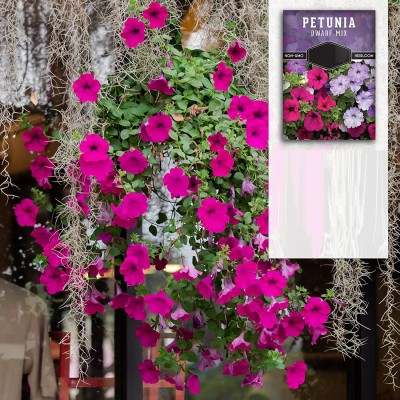 CYBEXIS TLX-41 - Dwarf Petunia Mix - (180 Seeds) Seed(180 per packet)