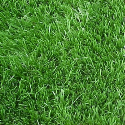 XOLDA Exotic lawngrass Seed(31 per packet)