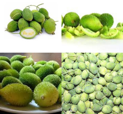 ibains Cacoda seeds biij 7 Seed(7 per packet)