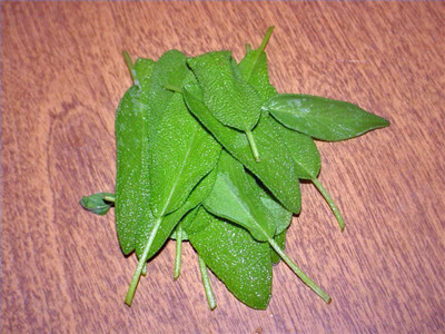 CYBEXIS XLR-57 - Sage Broad Leaf - (1350 Seeds) Seed(1350 per packet)
