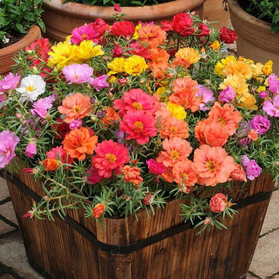 CRGO PORTULACA Seed(15 per packet)