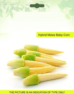 CYBEXIS Baby Corn Seed(250 per packet)