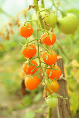 DORVIK tomato Seed(95 per packet)