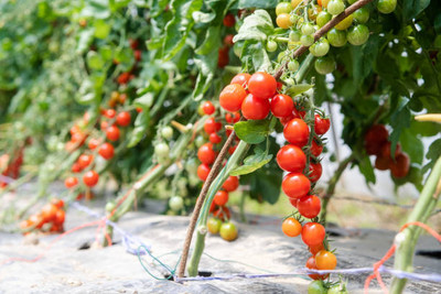 wequality tomato Seed(70 per packet)