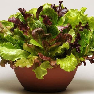 CYBEXIS Lettuce Salad Alfresco Plant Seeds4000 Seeds Seed(4000 per packet)