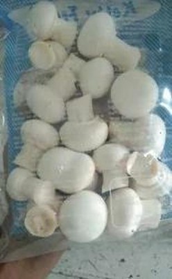 XOLDA Organic mushroom herb Seed(20 per packet)