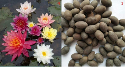 Qualtivate PUAS-2A Lotus Viable Aquatic Water Lily Seeds Seed(25 per packet)