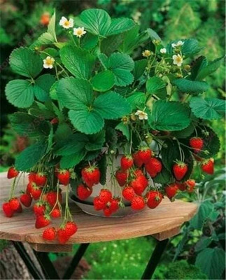 Aywal Good Quality Strawberry Fruit Seed(40 per packet)
