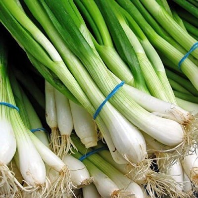 Qualtivate PUA-9A Scallion Seeds,Green Onion, Spring Onion Seed(500 per packet)