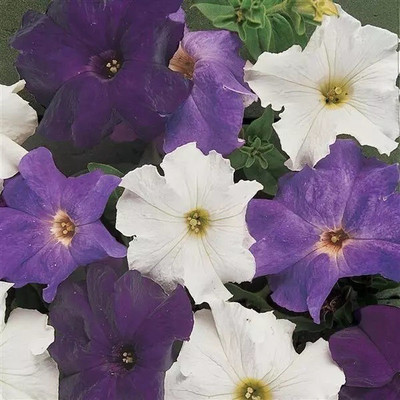 Quentova Waterfall Mixture Petunia-XLR-8X Seed(75 per packet)