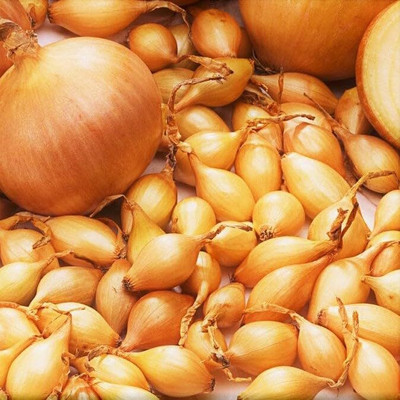 Biosnyg Organic Spanish Globe Onion Seeds for Terrace Gardening-(3000 Seeds) Seed(3000 per packet)