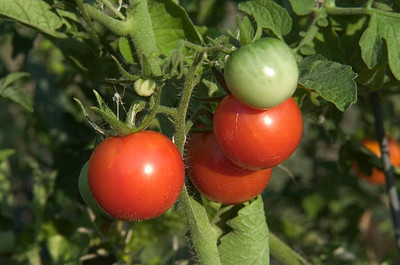 Harcog tomato Seed(75 per packet)