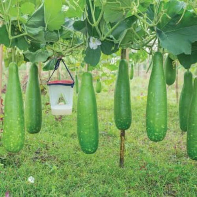 BDSresolve Desi Bottle gourd seeds PACK OF 19 Seed(19 per packet)