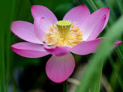 CARIBBEAN LOTUS SEEDS Seed(5 per packet)