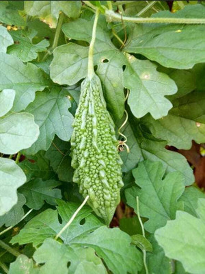 XOLDAA F1 BEST QUALITY BITTER GOURD SEEDS Seed(14 per packet)
