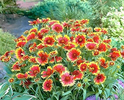 Qualtivate LX-37 Gaillardia Pulchella Mix Seeds Seed(50 per packet)