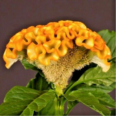 UGRA COCKSCOMB YELLOW DWARF Seed(25 per packet)