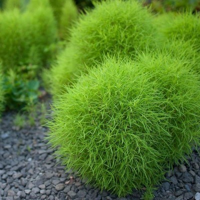 Aywal Kochia Broom Seedlings Peacock Pine Hybrid Seed(80 per packet)