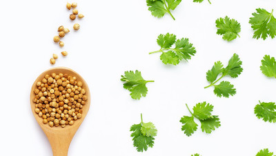 CEZIUS Easy to Grow Coriander organic-a8H Seed(190 per packet)
