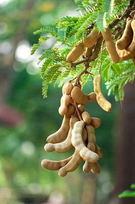 Aywal Meethi Imli ( Tamarind) Seed(7 g)