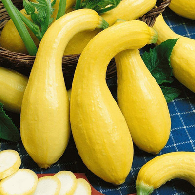 VibeX XLL-1 - Crookneck Yellow Squash - (675 Seeds) Seed(675 per packet)