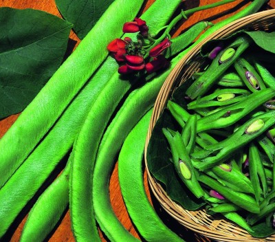 CYBEXIS Seeds of Organic Vegetable Runner Bean Scarlet Emperor400 Seeds Seed(400 per packet)