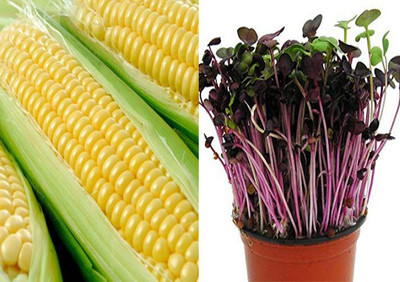 CRGO SWEETCORN , CORN , MAKKA Seed(30 per packet)