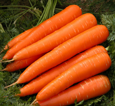 ZIFR Orange Carrot विलायती गाजर Seed(300 per packet)