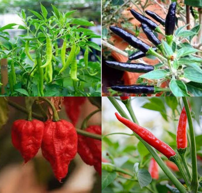 ibains Chilli hybrid seeds beez 32 Seed(32 per packet)